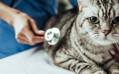 Tips Penjagaan Kesihatan Kucing Anda dengan Baik