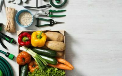 Sow and Grow: Beginner’s Guide to Edible Gardening