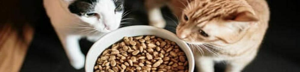 makanan kucing
