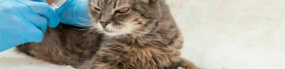 vaksinasi kucing