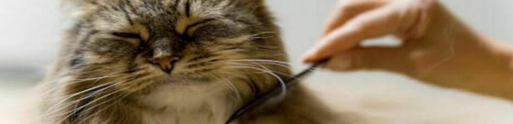 cat grooming, cat grooming tips