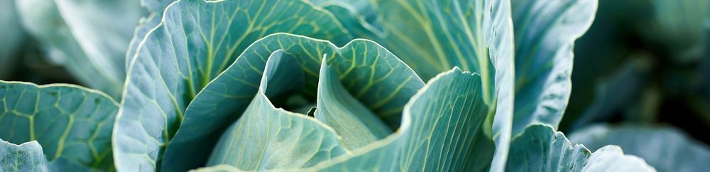 edible garden - cabbage