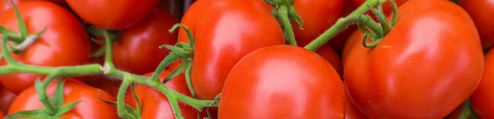 edible garden-tomatoes