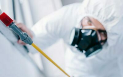 Pest Infestation: When to Seek Professional Pest Control Help
