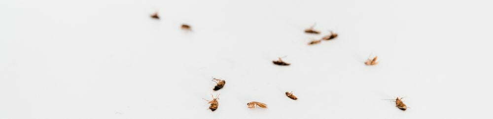 pest control KL