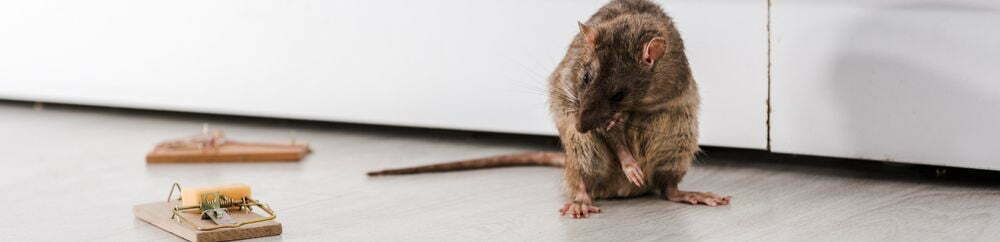 Pest infestation Klang