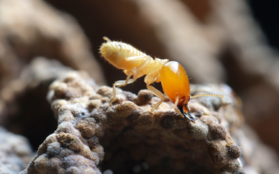 Mengatasi Masalah Anai-Anai Di Rumah