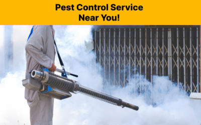 Be careful of These 3 Pests at Home (Get Rid of Them With Pest Control Service)