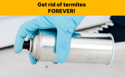 What is The Most Effective Treatment for Termites?